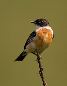 General knowledge about White-throated bush chat