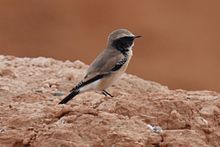 General knowledge about Desert wheatear