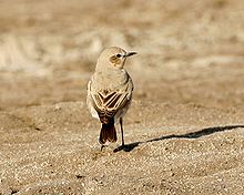 General knowledge about Isabelline wheatear