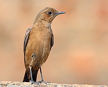 General knowledge about Brown rock chat