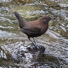 General knowledge about Brown dipper