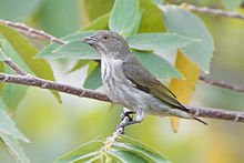 General knowledge about Thick-billed flowerpecker