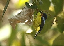 General knowledge about Ruby-cheeked sunbird