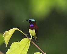 General knowledge about Crimson-backed sunbird