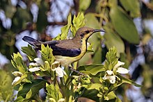 General knowledge about Purple sunbird