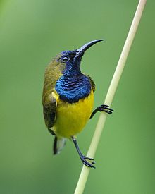 General knowledge about Olive-backed sunbird