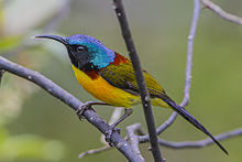 General knowledge about Green-tailed sunbird
