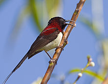 General knowledge about Black-throated sunbird