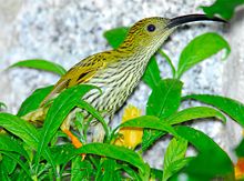 General knowledge about Streaked spiderhunter