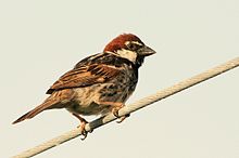 General knowledge about Spanish sparrow