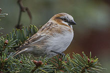 General knowledge about Rufous-necked snowfinch