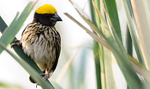 General knowledge about Streaked weaver