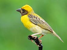 General knowledge about Baya weaver