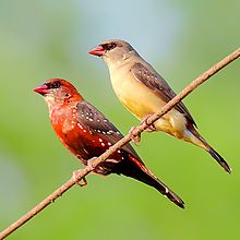 General knowledge about Red avadavat
