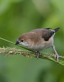 General knowledge about Indian silverbill
