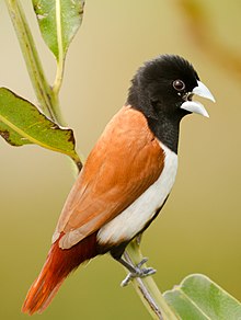 General knowledge about Tricoloured munia