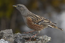 General knowledge about Alpine accentor