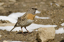General knowledge about Robin accentor