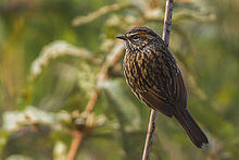 General knowledge about Rufous-breasted accentor