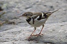 General knowledge about Forest wagtail