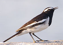 General knowledge about White-browed wagtail