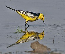 General knowledge about Citrine wagtail