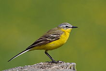 General knowledge about Western yellow wagtail
