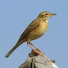General knowledge about Paddyfield pipit
