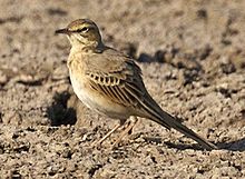 General knowledge about Tawny pipit