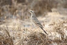 General knowledge about Long-billed pipit