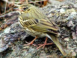 General knowledge about Olive-backed pipit