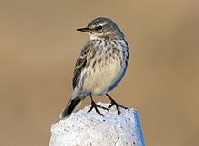 General knowledge about Water pipit