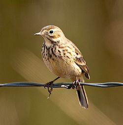 General knowledge about Buff-bellied pipit