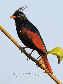 General knowledge about Crested bunting