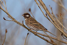 General knowledge about Pine bunting