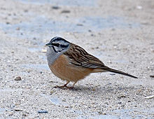 General knowledge about Rock bunting