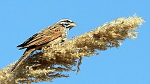 General knowledge about Striolated bunting