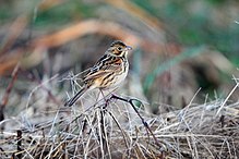 General knowledge about Chestnut-eared bunting