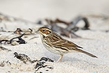 General knowledge about Little bunting