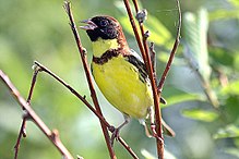 General knowledge about Yellow-breasted bunting