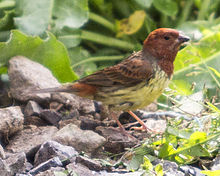 General knowledge about Chestnut bunting