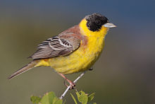 General knowledge about Black-headed bunting