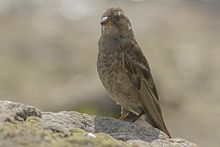 General knowledge about Plain mountain finch