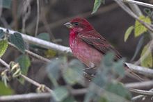 General knowledge about Common rosefinch