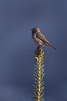 General knowledge about Himalayan beautiful rosefinch