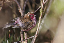 General knowledge about Himalayan white-browed rosefinch
