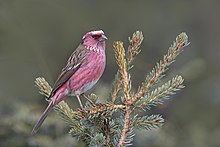 Chinese white-browed rosefinch