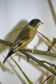 General knowledge about Black-headed greenfinch