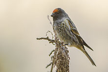 General knowledge about Red-fronted serin