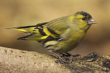 General knowledge about Eurasian siskin
